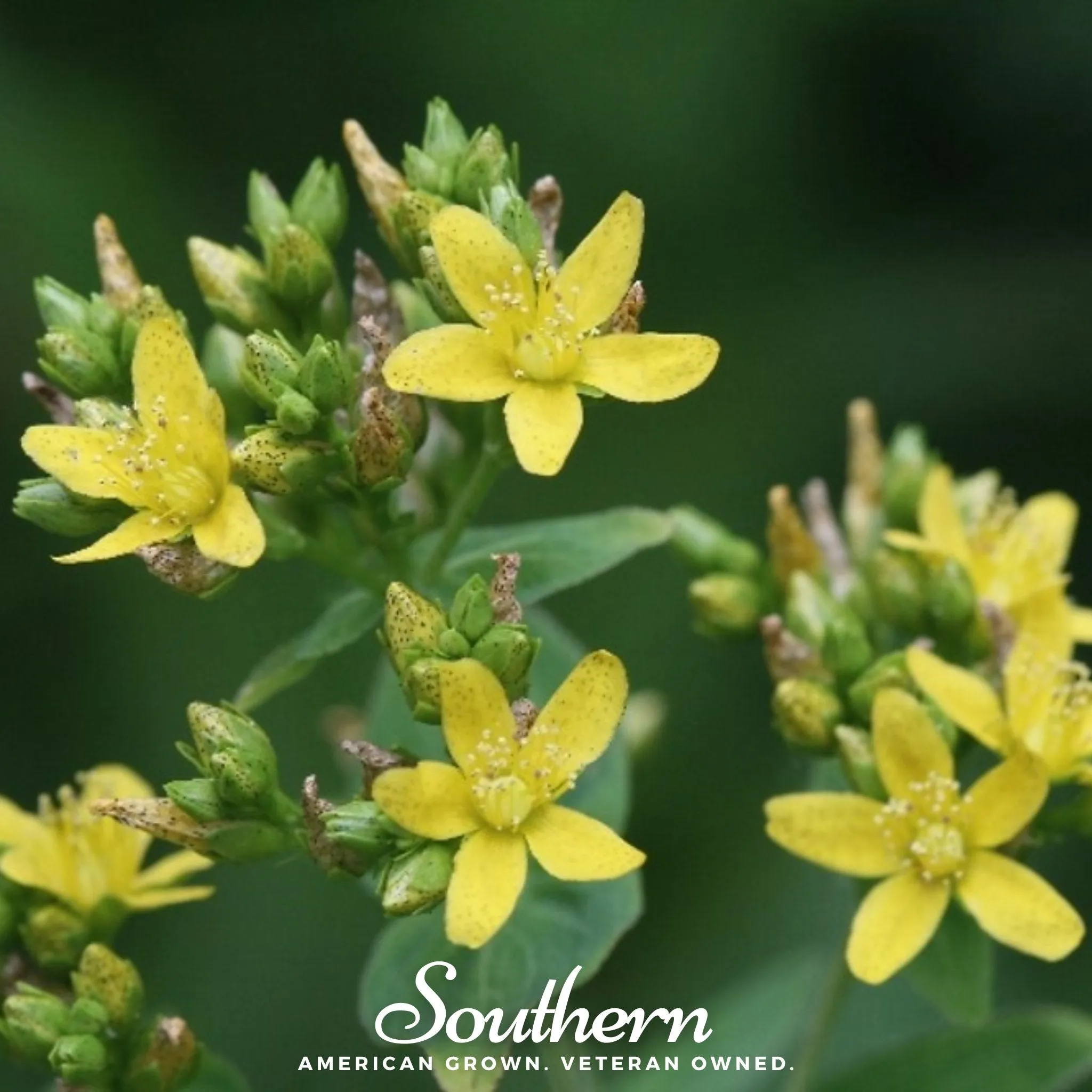 St John’s Wort, DOTTED (Hypericum punctatum) - 100 Seeds