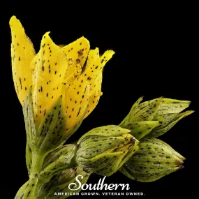 St John’s Wort, DOTTED (Hypericum punctatum) - 100 Seeds