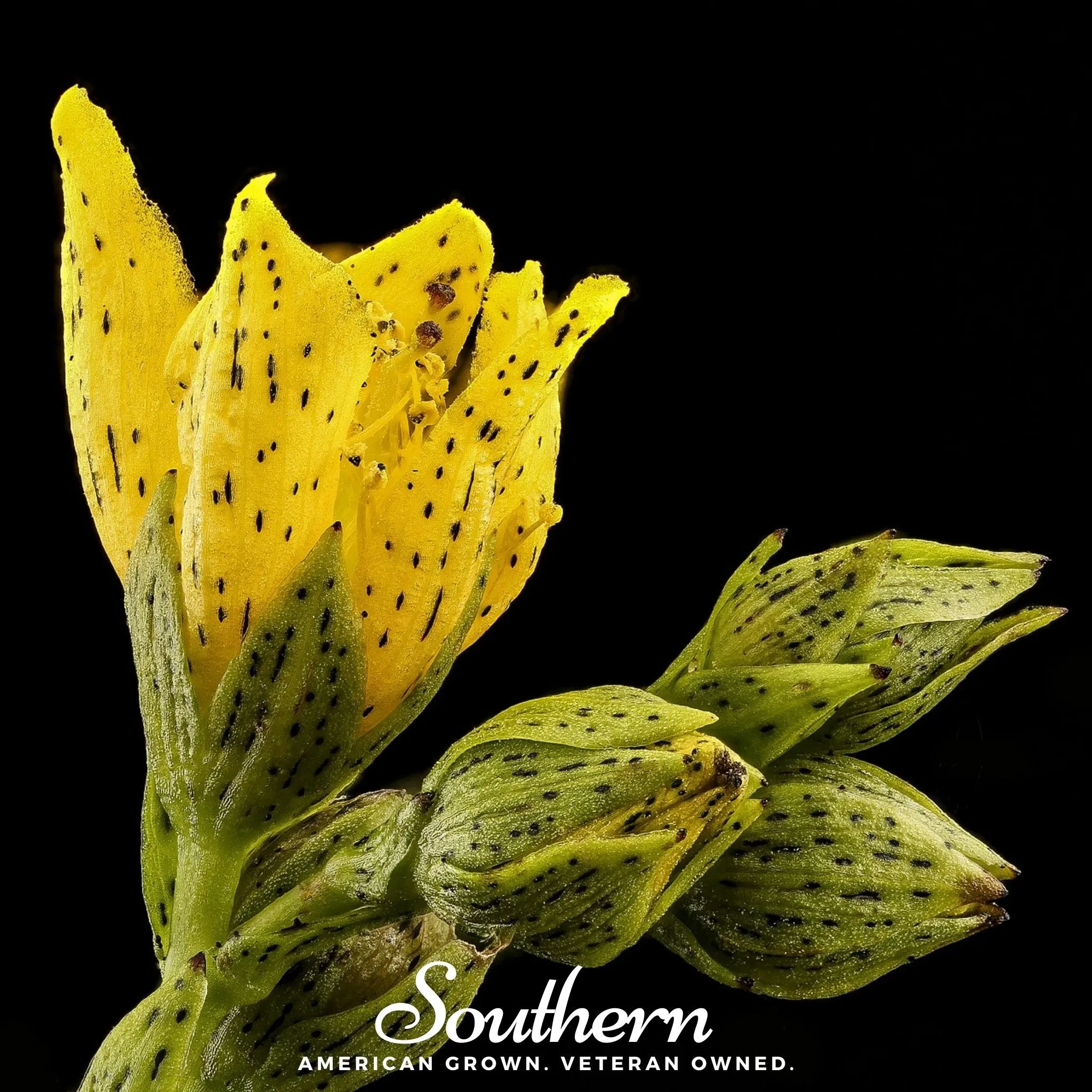 St John’s Wort, DOTTED (Hypericum punctatum) - 100 Seeds