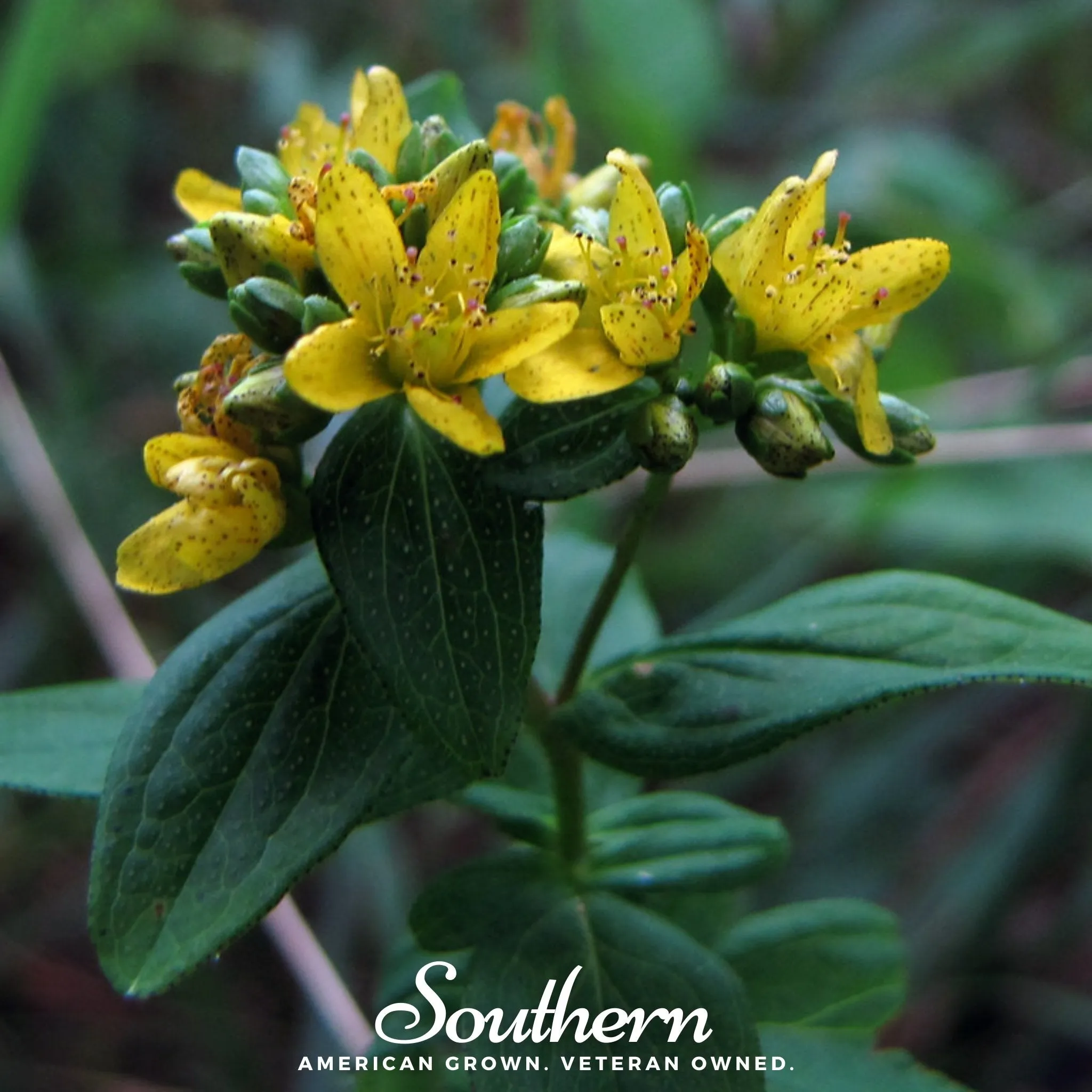 St John’s Wort, DOTTED (Hypericum punctatum) - 100 Seeds